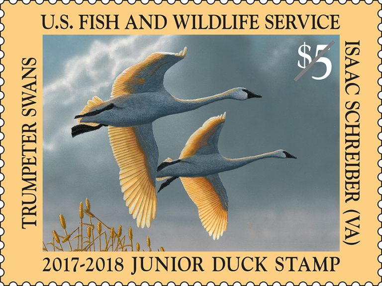 New Issue U.S. federal duck stamp features Canada Geese Canadian